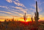 Vorschaubild Saguaros bei Sunset in Sonoran Wüste bei Phoenix (4425 x 3000)