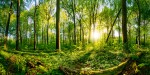 Vorschaubild Sonnenuntergang im Wald (7576 x 3788)