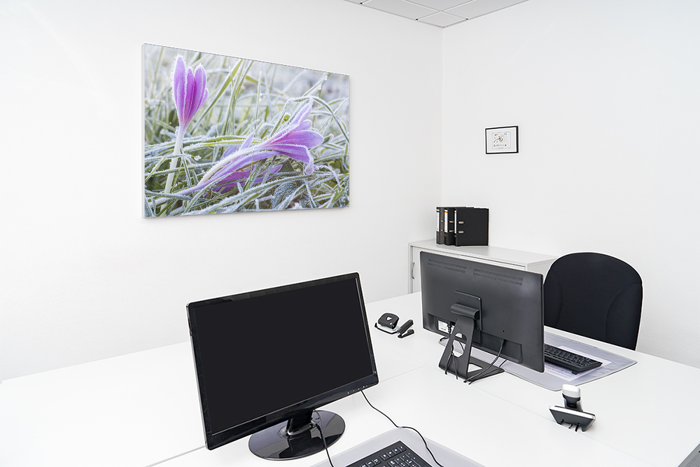 Artikelbild Absorberbild - Safranblüte im Frost 50x50x5,5cm