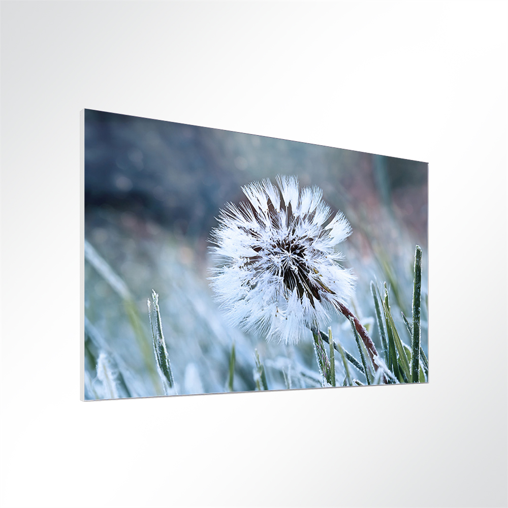 Artikelbild Absorberbild - Löwenzahn im Frost 50x50x5,5cm