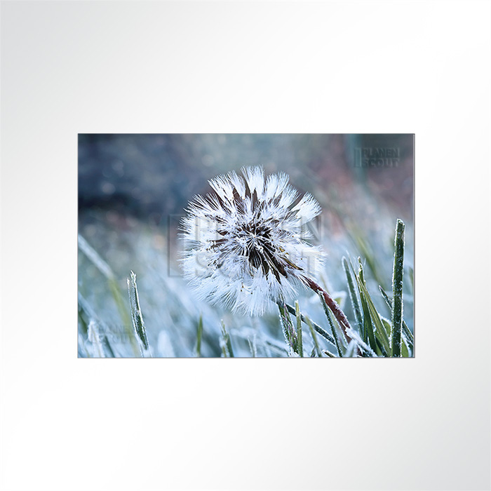 Akustikbild - Löwenzahn im Frost