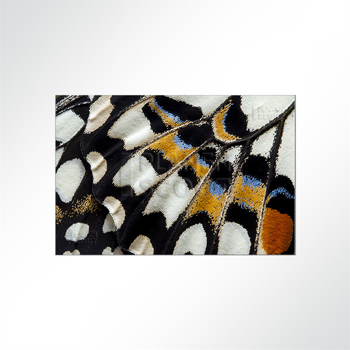 Akustikbild Schmetterling - Die Struktur des Schmetterlingsflügels